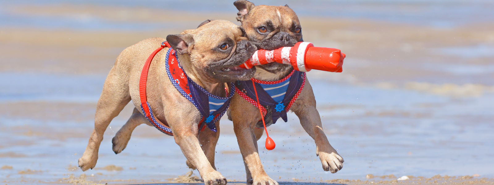 Vakantie Ameland Met De Hond Wadly