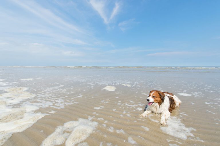 Vakantie Vlieland met hond, kies jij voor het hondenhotel? Wadly